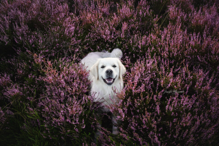 2022-08-25-Heide-Goldies-(2)-Web