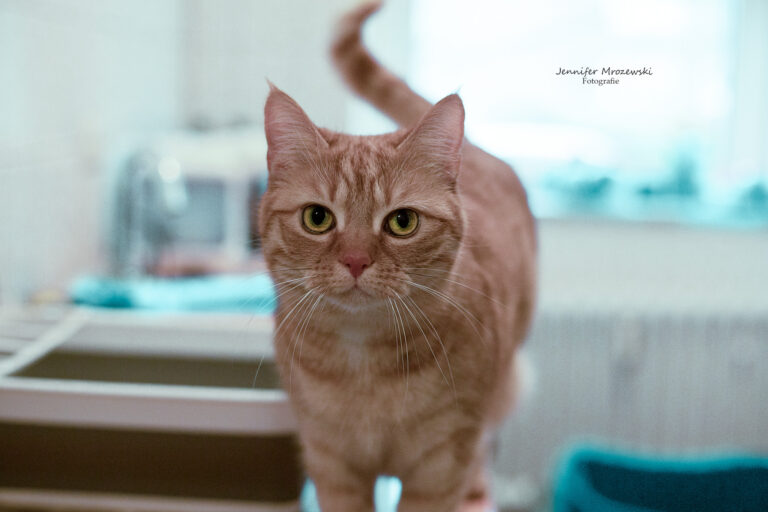 2023-01-15-Katzen-Sassi-(4)-Web