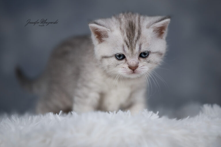 2023-04-02-BKH-Kitten-(13)-Web