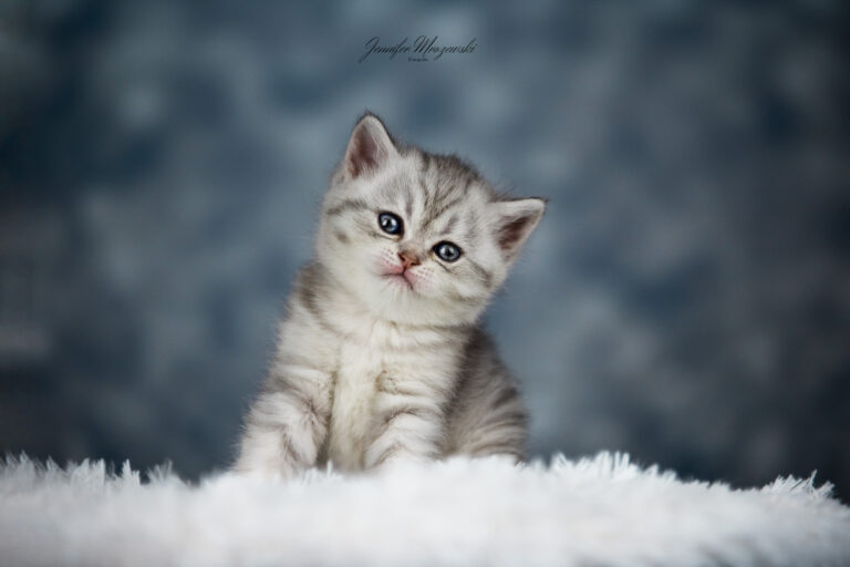 2023-04-02-BKH-Kitten-(30)-Web