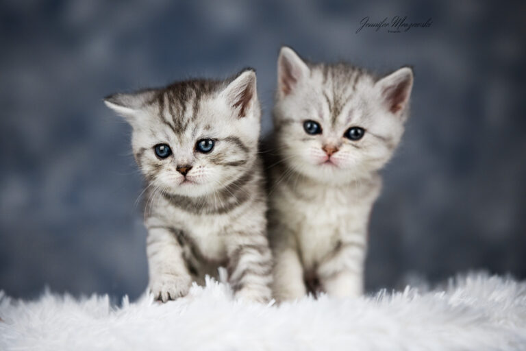 2023-04-02-BKH-Kitten-(37)-Web