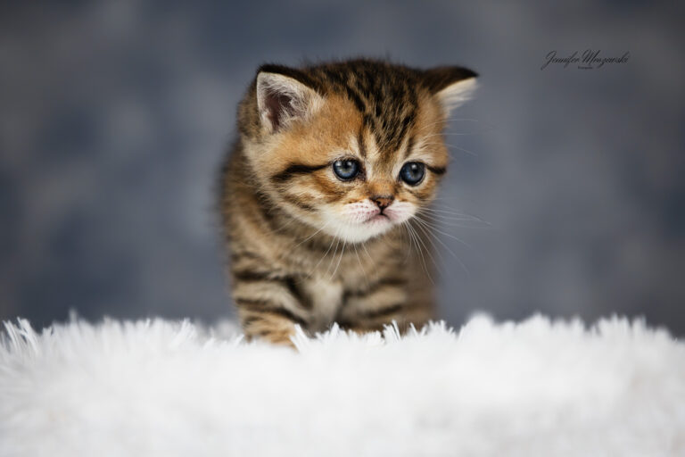 2023-04-02-BKH-Kitten-(8)-Web