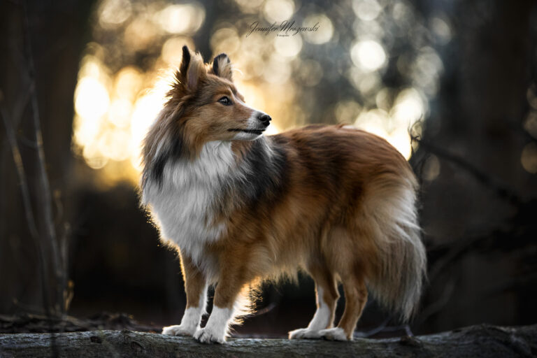 2023-04-04-Shelties-Wald-(49)-Web