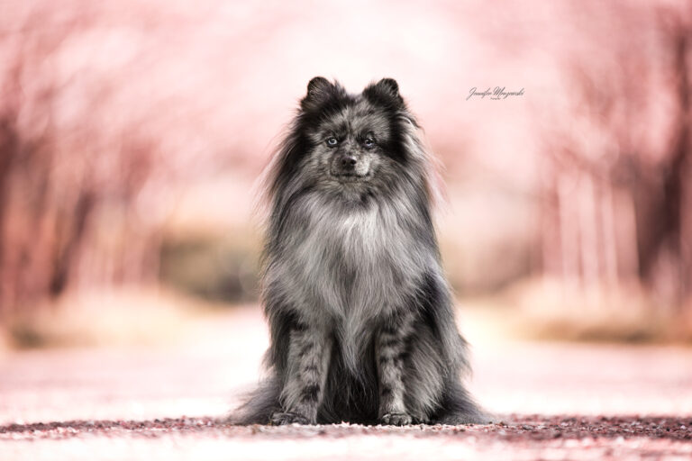 2023-04-07-Kirsche-Chico-(5-2)-Web