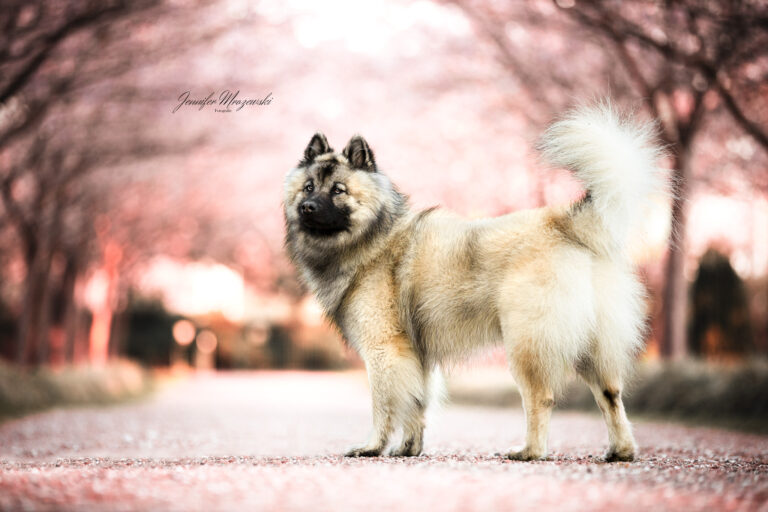 2023-04-08-Kirsche-Ivenhoe-(34)-Web