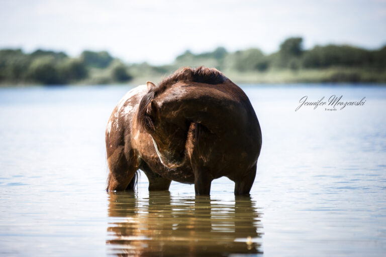 2023-06-03-Cookie-Gläserkoppel-(83)-Web