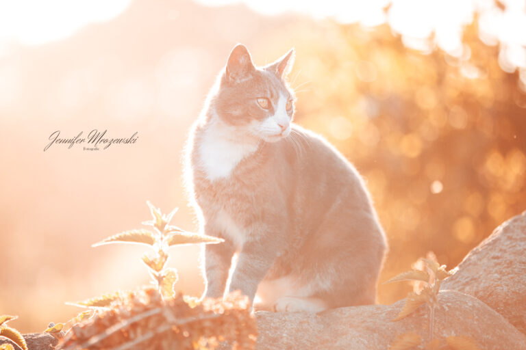 2023-06-08-Katze-Jessen-(3)-Web