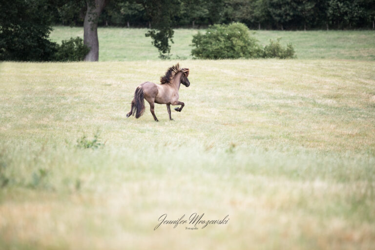 2023-07-03-Halli-Herdeneingliederung-(24)-Web