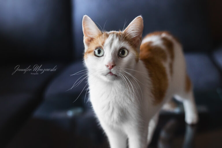 2023-08-10-Katze-Fabi-(10)-Web