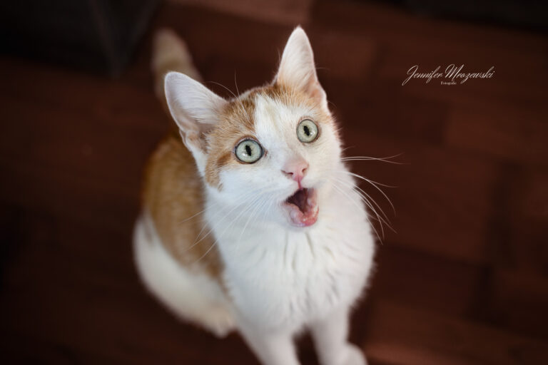 2023-08-10-Katze-Fabi-(47)-Web