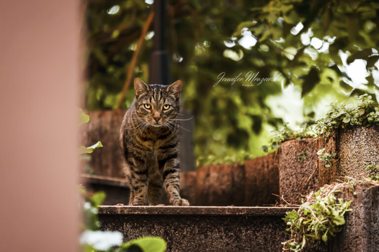 2023-08-14-Hühner-Yvonne-(30)-Web