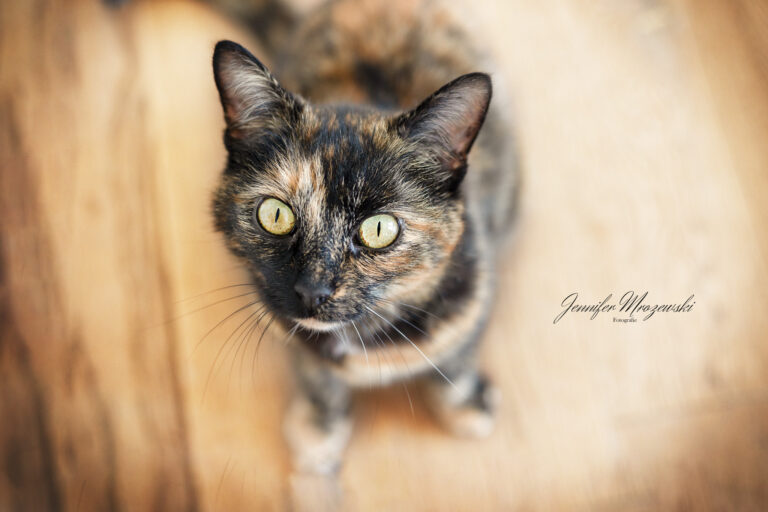 2023-08-16-Gina-Katze-(1)-Web