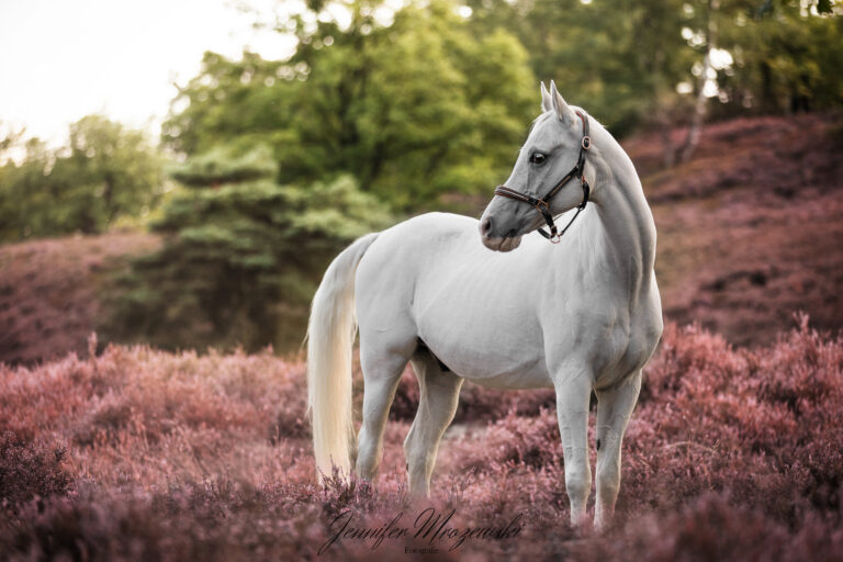 2023-09-02-Fischbeker-Heide-Diego-(5)-Web