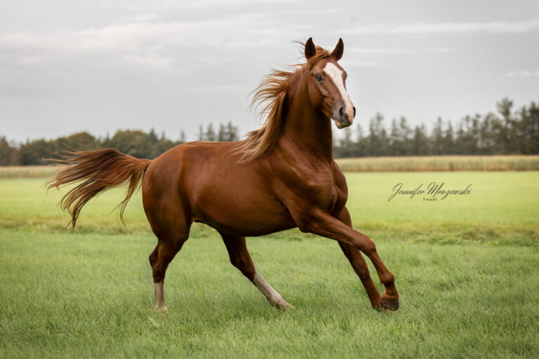 2023-09-21-Toto-Ladelund-(50)-Web