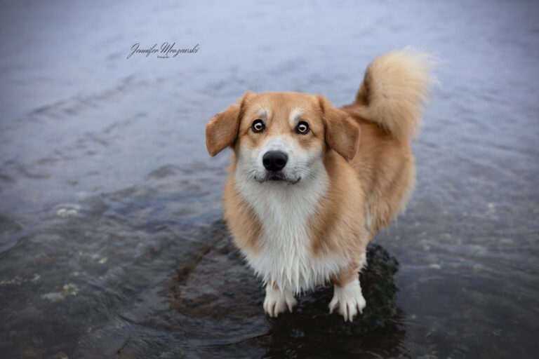 2023-10-10-Nacho-Corgi-(93)-Web