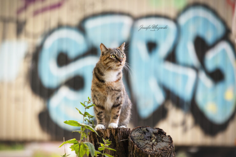 2023-10-16-Luna-(3)-Web