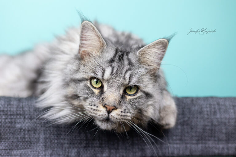 2023-10-20-Katzen-Halloween-(72)-Web