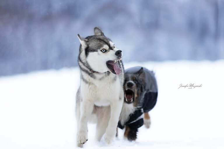 2023-11-29-Boyka-Schnee-(35)-Web