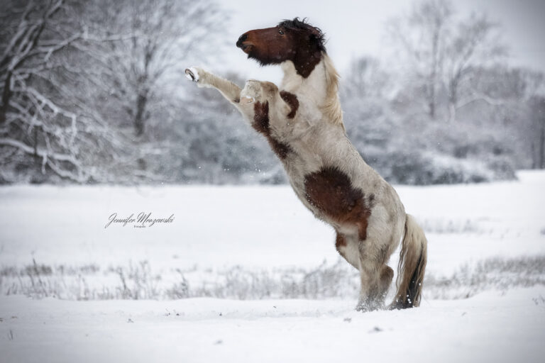 2023-11-29-Floki-Schnee-(104)-Web