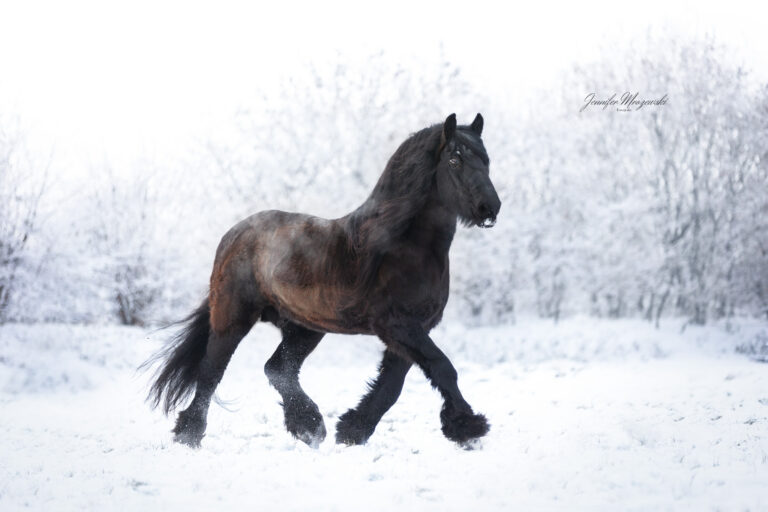 2023-12-01-Schnee-Ida-(98)-Web