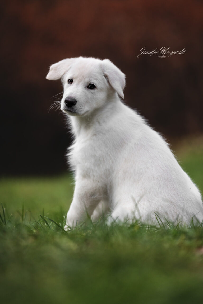 2023-12-17-Welpen-Stolpe-(69)-Web