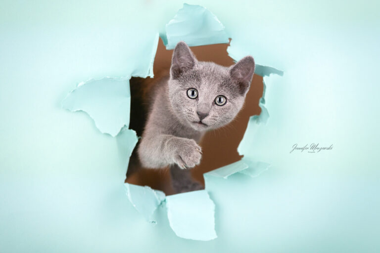 2024-02-27-Katzen-Russisch-Blau-(105)-Web