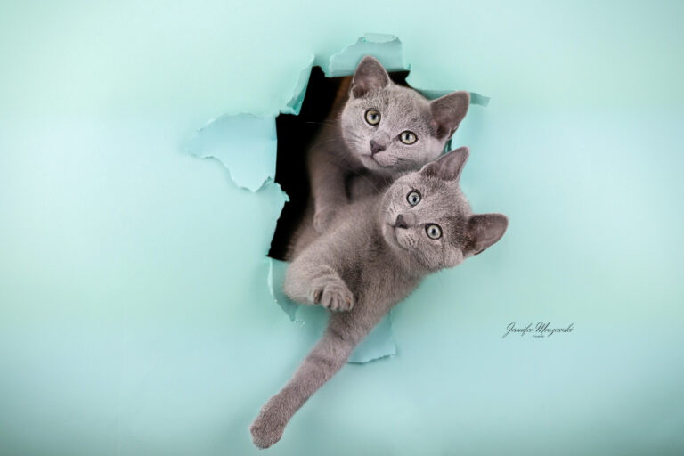 2024-02-27-Katzen-Russisch-Blau-(124)-Web