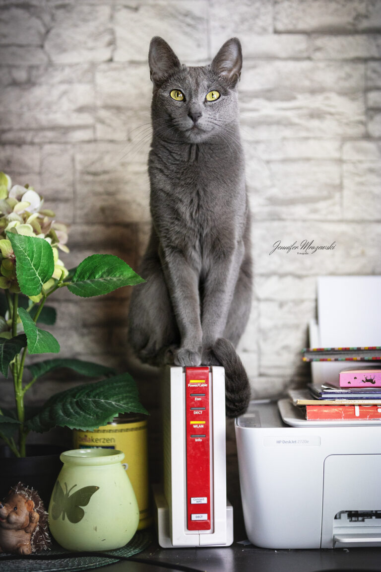 2024-02-27-Katzen-Russisch-Blau-(196)-Web