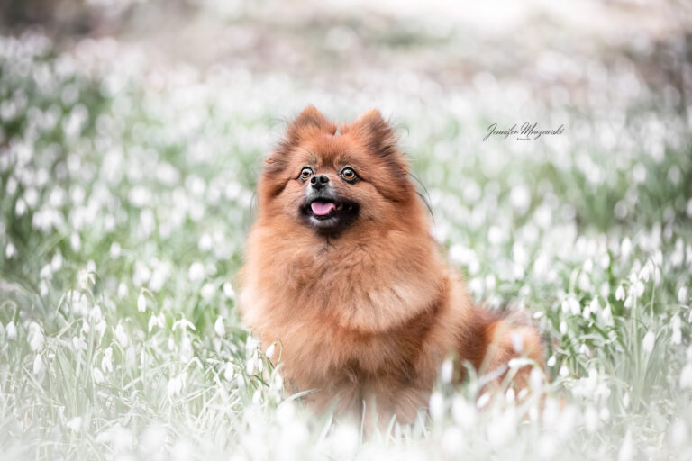 2024-02-27-Schneeglöckchen-Lilly-(74)-Web