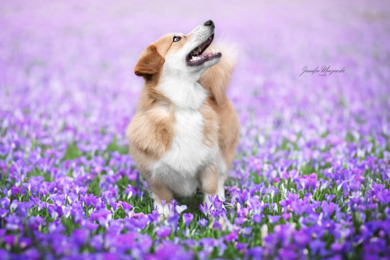 2024-03-02-Nacho-Krokusse-(67)-Web