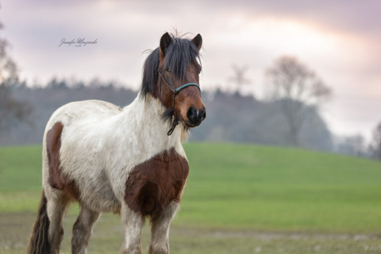 2024-03-04-Floki-Portrait-(2)-Web