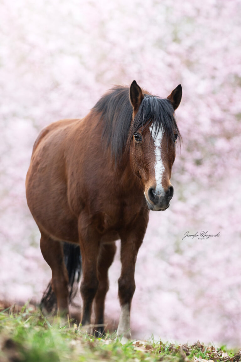 2024-03-20-kirsche-Vee-(37)-Web