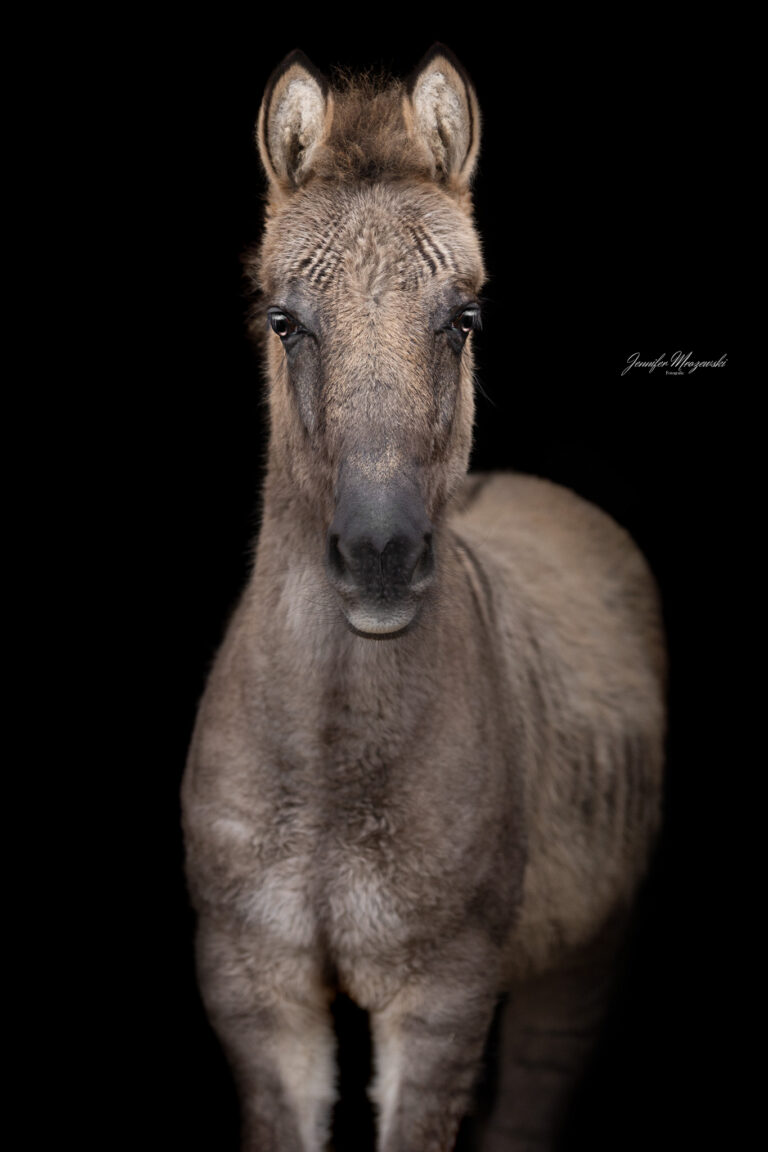 2024-03-21-Zorse-Hazel-(2379)-Web