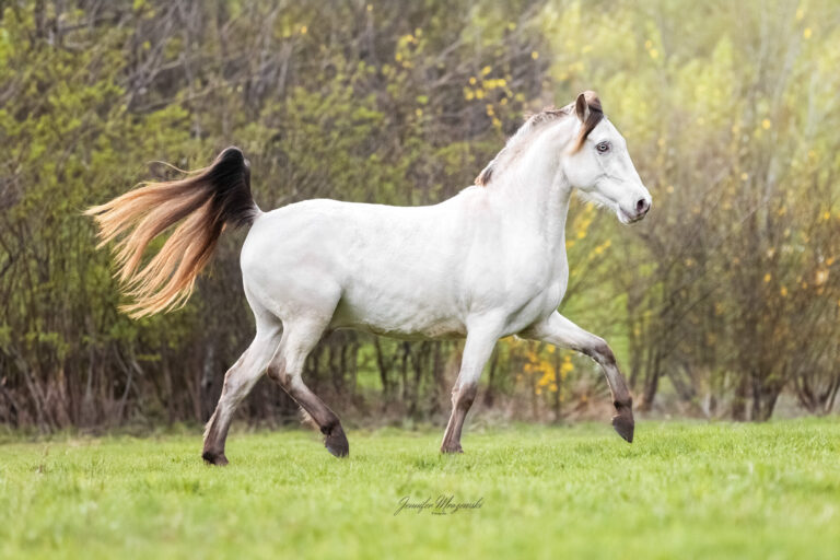 2024-03-21-Zorse-Hazel-(3349)-Web