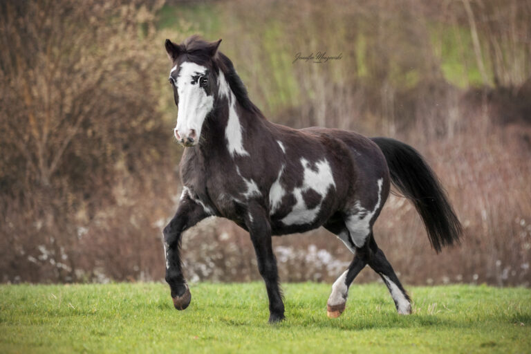 2024-03-21-Zorse-Hazel-(3841)-Web