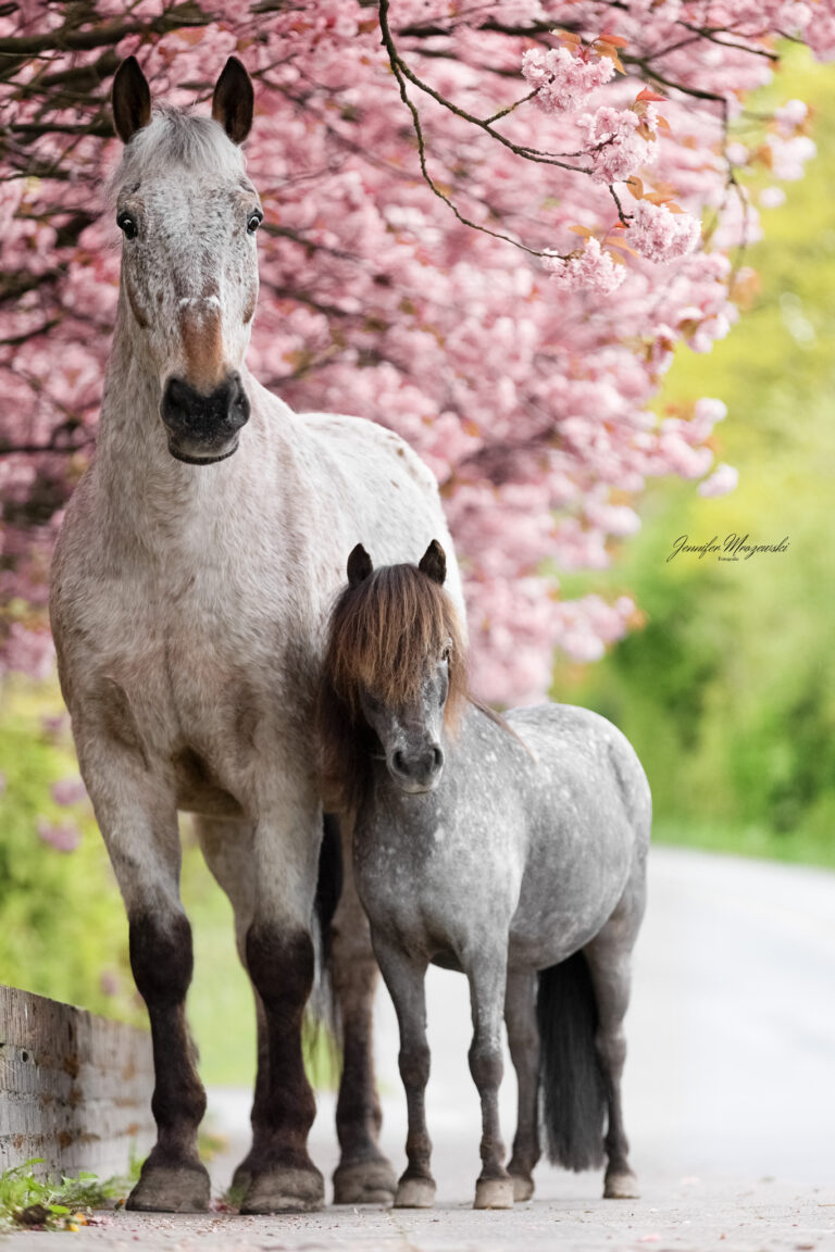 2024-04-21-Kirschallee-Maya-Japp-(36)-Web