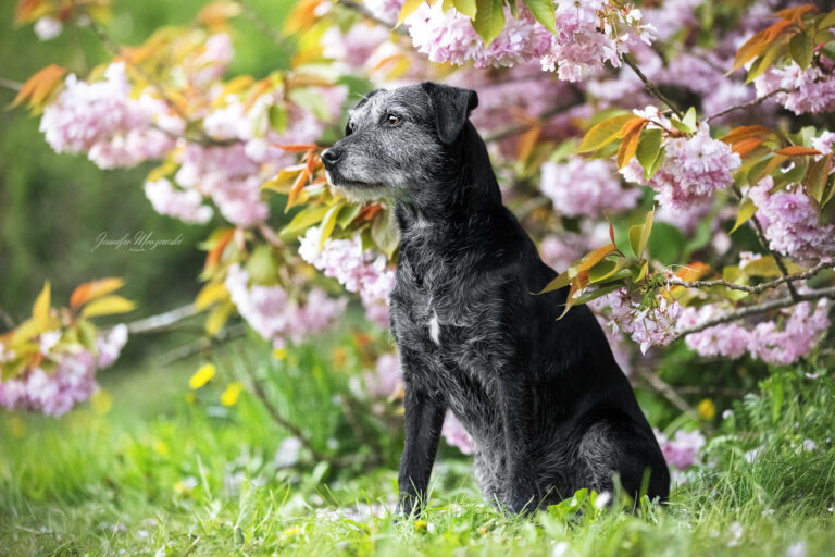 2024-04-27-Muffin-Kirschbaum-(74)-Web