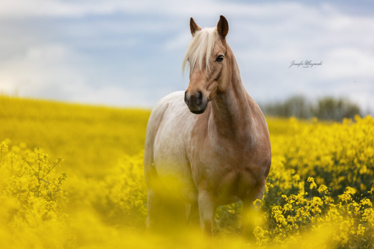 2024-04-28-Raps-Ponypraline-(18)-Web