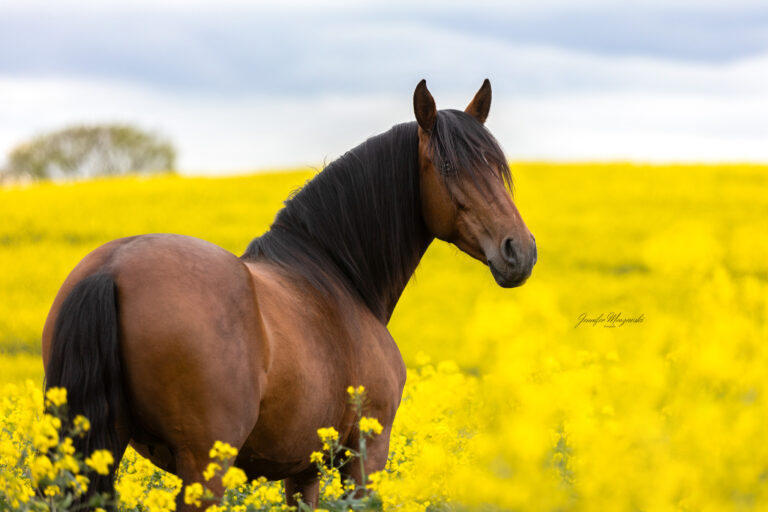 2024-04-28-Raps-Ponypraline-(48)-Web