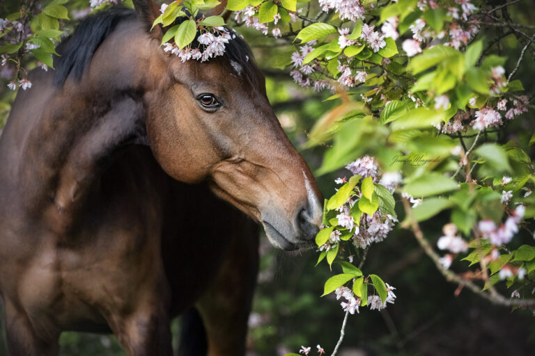 2024-05-01-Kirsche-High-life-(18)-Web