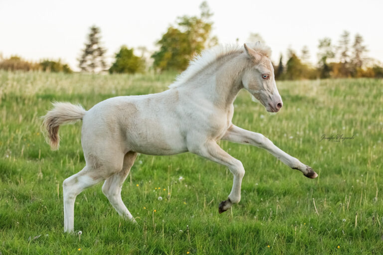 2024-05-14-Fohlen-Pintado-(118)-Web