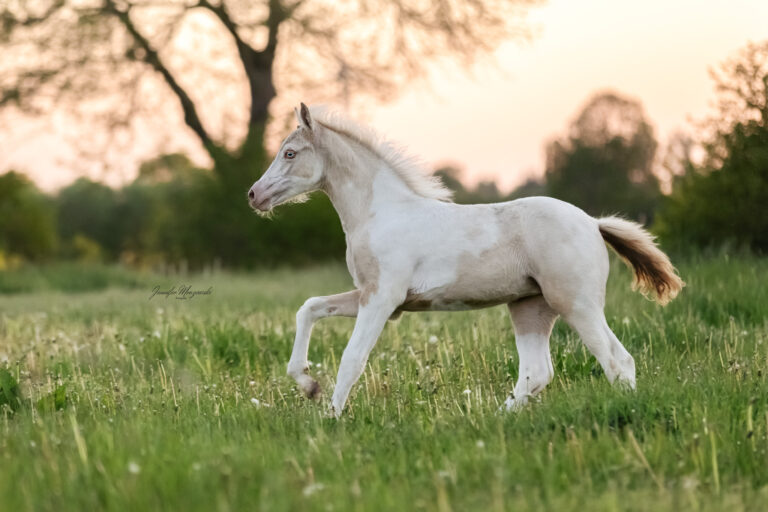 2024-05-14-Fohlen-Pintado-(188)-Web