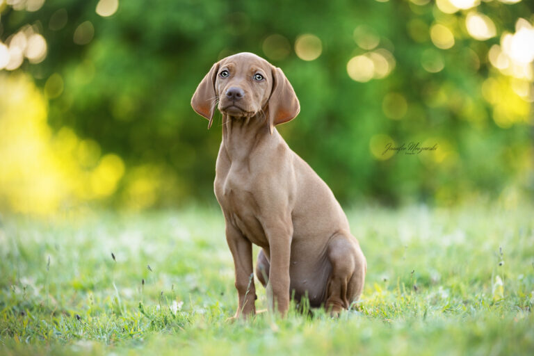 2024-05-15-Welpe-Elma-(1)-Web