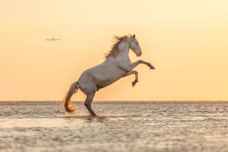 2024-06-1-Portfoliotag-SPO-Nanuk-(110)-Web