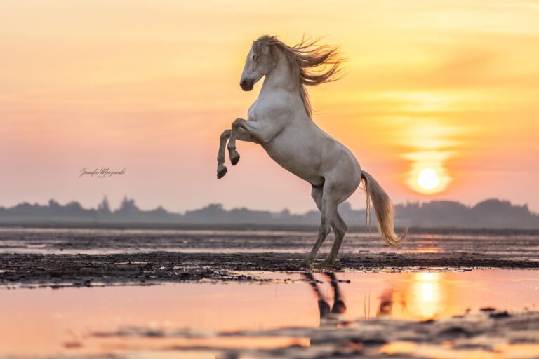 2024-06-1-Portfoliotag-SPO-Peluson-(58)-Web