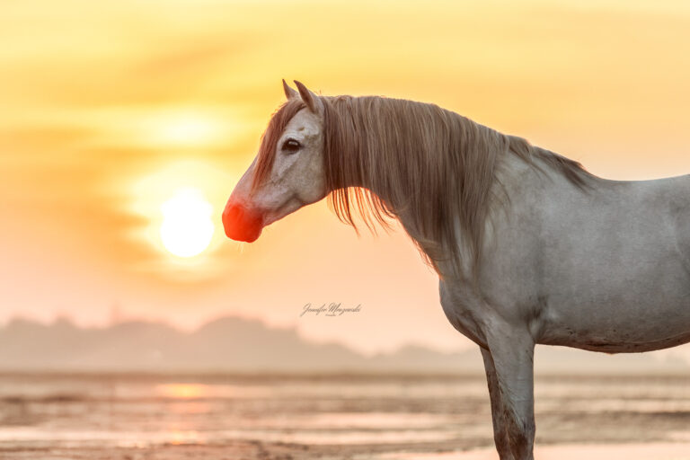 2024-06-1-Portfoliotag-SPO-Peluson-(78-2)-Web