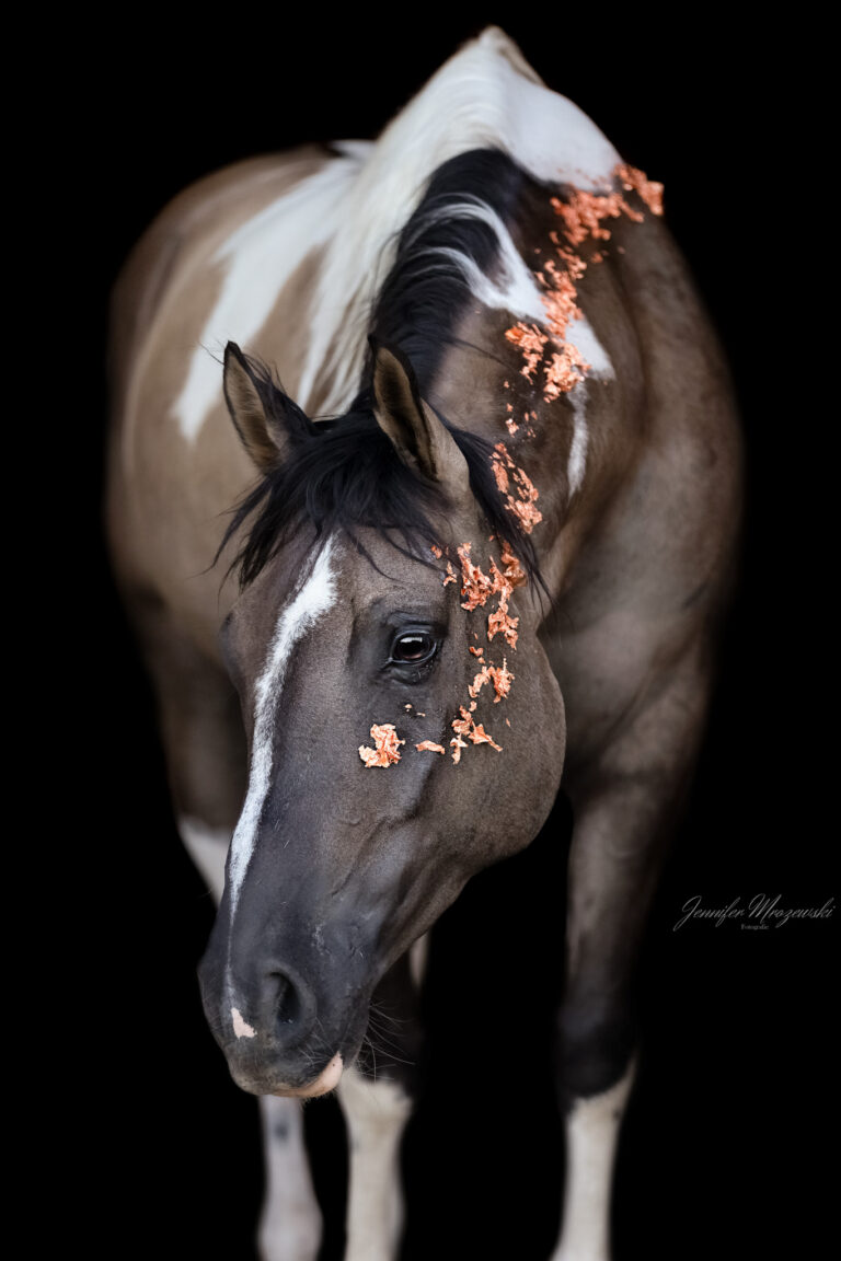 2024-07-15-Django-Blattgold-(12)-Web