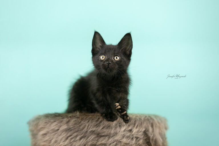 2024-08-02-Kitten-Mari-(204)-Web