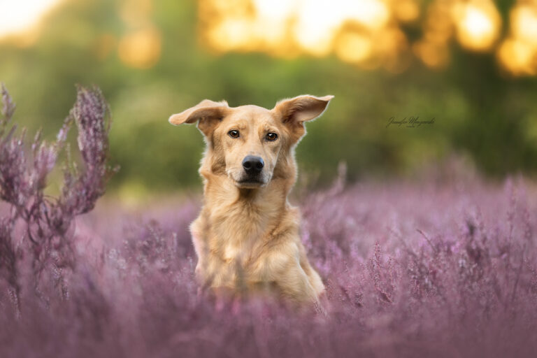 2024-08-05-Heide-Buddy-(9-3)-Web