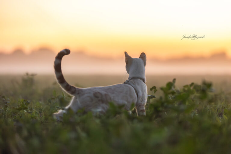 2024-08-28-Bengal-Cleo-Lukas-(105)-Web